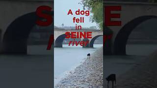 Little dog fell into Seine River !!!  #pariswalk #france #lucky #daily #dog #pets  #france  #paris