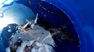 Super cute Baby Saw Shark going wild!