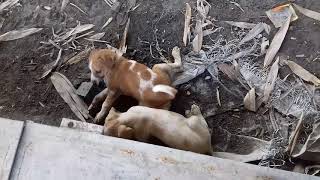 Puppies Fighting#