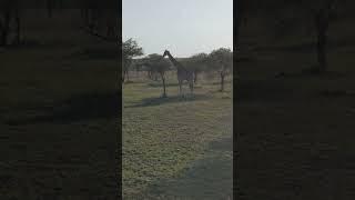 Giraffe in the Serengeti #giraffe #animals #serengeti #africa #safari #cute #wildlife #conservation