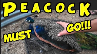 Peacock Must Go!!!