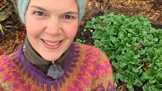 Harvesting corn salad at Oak Hill Cottage Garden - November 2020