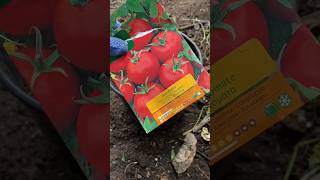 Preparing tomatoes seedlings to plant in growbags🍅