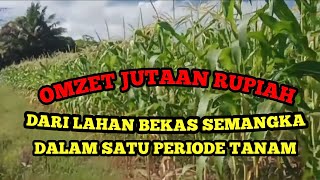 Teknik Budidaya Jagung Manis Di Lahan Bekas SOLUSI TERBAIK Tingkatkan Pendapatan Petani