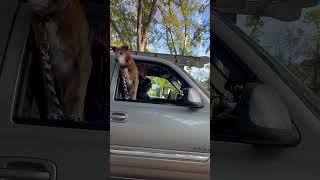 Grace is now blind but loves riding in the truck!