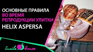 Ферма улиток. Разведение и выращивание улиток. Как правильно содержать маточное стадо?! Часть 1-я!