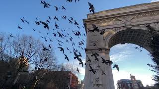 Washington Square Pigeon Flight