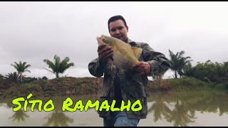 SÍTIO RAMALHO...PESCA DE TAMBAQUÍ..🎣🎣