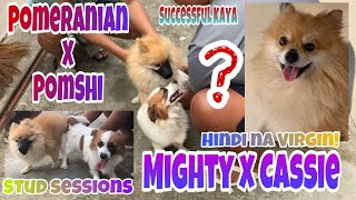 Cassie x Mighty Stud Session | Pomeranian x PomShi || Bryl Caballero