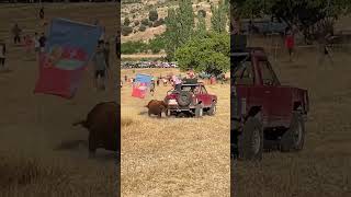 TORO PINCHA LA RUEDA DEL COCHE EN LORANCA #toros #torospopulares #shrots #campo