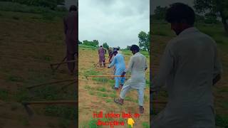 People Work In Green Desert #short #short #tharigeet