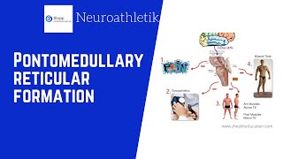 Neuroathletik - Pontomedullary Reticular Formation (PMRF)