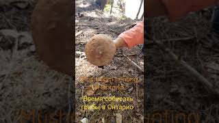 Fall is time for Mushroom Hunting in Ontario. Грибы в Онтарио.