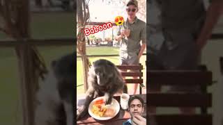 Baboon khana kaise kha rha 🦧🍔 #shorts #baboon #animals #pets