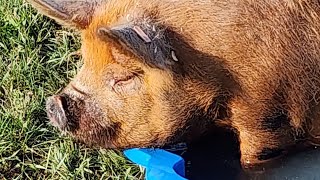 Cooling off the kunekune's on a hot summer day. #kunekune #homestead