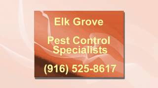 Pest Control in Elk Grove, CA (916) 525-8617 / CALL US TODAY!