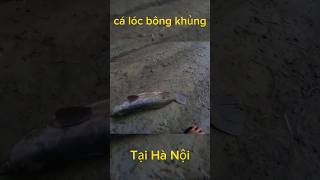 CÂU CÁ LÓC BÔNG KHỦNG TẠI HÀ NỘI #huynhvananfishing #caucaloc #caucalocbong