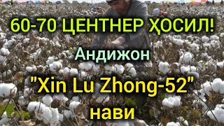 60-70 ЦЕНТНЕР ҲОСИЛ: Хитойнинг "Xin Lu Zhong-52" пахта нави. Андижон вилояти.