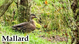 Grey x Mallard Ducks in mid-winter #4k #birds #birdsong #ducks #newzealand