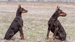 How to Skijor with Your Doberman Pinscher