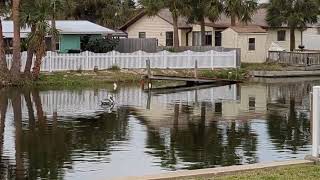 our backyard pet pelican and egret 🤗