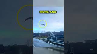 Pet Parrot Flies Away From Owner Over Bridge 🤯🥹❤️ #animalshorts #shortsfeed #animalrescue #parrot