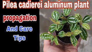 Aluminium Plant/Pilea Cadierei || Care And Tips || Propagation Method||🌿