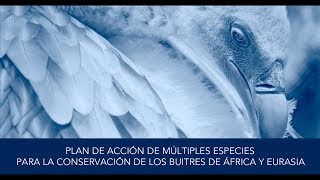 La crisis del buitre africano: Causas, consecuencias y soluciones (versión en español)