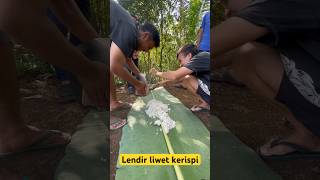 LENDIR LIWET KERISPI | HASIL ALAM #part7  #shortvideo