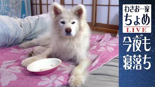 え？トッピングまち？ 09/12わさお一家 ちょめ  長毛秋田犬 和みと癒やし おやすみ配信  #wasao_official