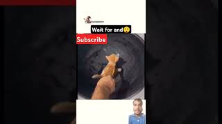 Ye kiya ho gya🤣🤣||#cat #trending #funny #cute #shortvideos #funny #cat #song #viralvideo #memes