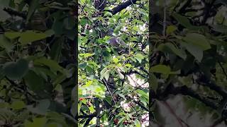 Lovely bird eats cherry 2