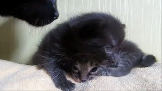 Котяшки милашки  Little Kittens