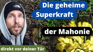 Mahonie - Die Heilpflanze, die dich überraschen wird - Schönheit und Gesundheit in einem