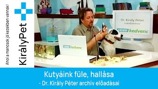 Kutyáink füle, hallása