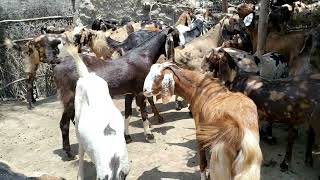 Sirohi,gujari,Ajmeri // breed qurbani bakre // available for sell // एम जे बकरी फार्म // 6375303945