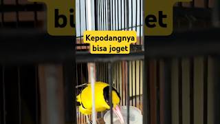 Burung Kepodangnya bisa joget 🤣👏