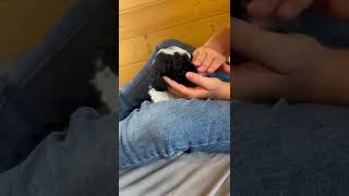 Sampson - Black and White Parti Male - 3 weeks Old Available