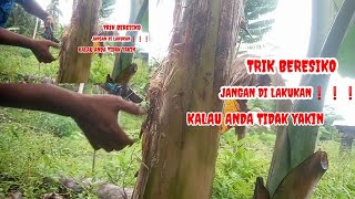 VIRAL MEDIA TANAM BATANG PISANG#vegetasikelulut#mediapisang#madukelulutsangkulirang#ternakitama