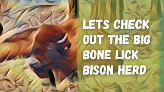 Let's check out the Big Bone Lick Bison Herd #bison #buffalo #nature #deer #kentucky