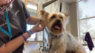 Yorkshire Terrier - Teddy Bear Haircut and Nail Filing