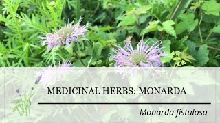 Monarda