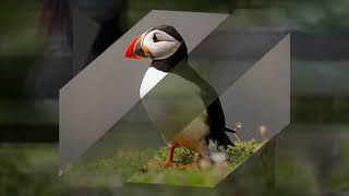 Puffins On Skomer Island