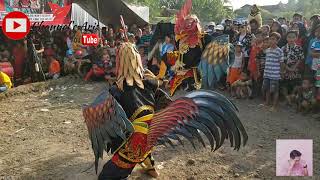 Seru...!!!Atraksi pitik kembar tarung jaranan Cahyo Budoyo live pondok nongko