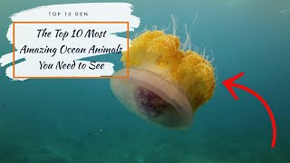 The Top 10 Most Amazing Ocean Animals You Need to See