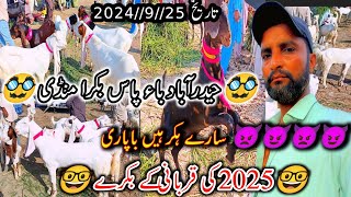 Bakra Eid Ka Mall || Bakra Mandi Hyderabad || Goat market pakistan || Latest Updates