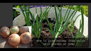 How to grow onions from onion skin easily at home !