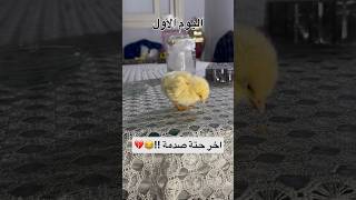 كان كتكوت طيب !!🐥😂 #عبدالرحمن_الدسوقي