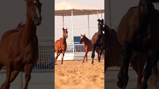 Dubai horse riding #horse #horseridingschool #horseriding #equestrian