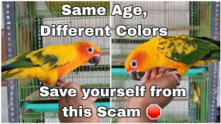 How They Cheat You By Selling Young Sun Conures as Adults? || All About Pets